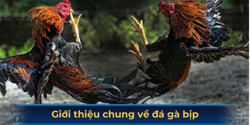 Giới thiệu chung về đá gà bịp